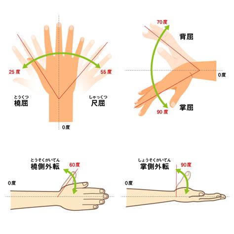 指 節|【手首・手・手指関節】運動方向（作用とROM）【。